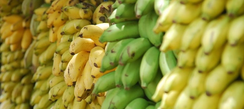 Disease may wipe out world’s bananas – but here’s how we might just save them