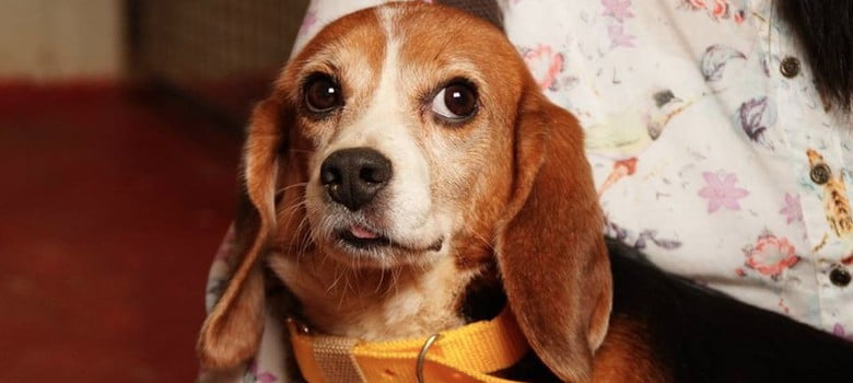 In photos: Raised in laboratories, these Bangalore beagles are finding real homes