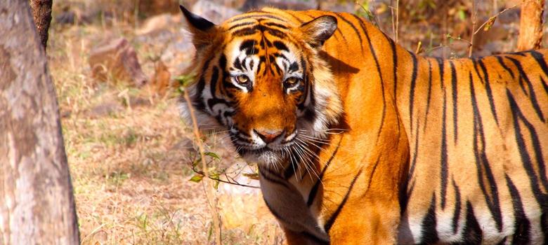 Can big data save the last of India’s wild tigers?