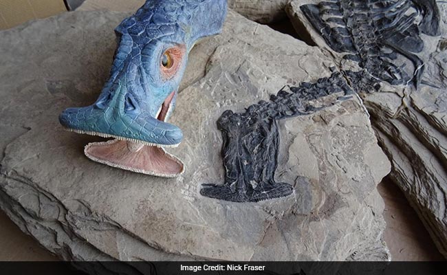 Scientists Reconstruct Baffling 250-Million-year-vintage Aquatic Reptile With A ordinary Hammerhead Mouth