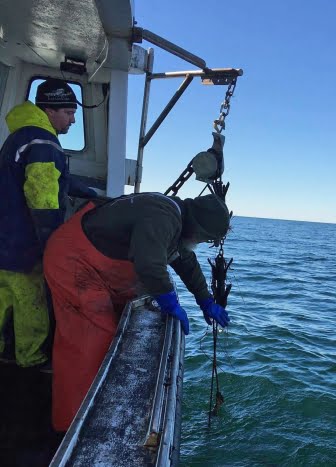 Fishing for Derelict Gear in Cape Cod Bay Fishing for Derelict Gear in Cape Cod Bay
